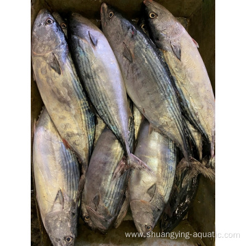 High Quality Frozen Orient Bonito Skipjack For Canned